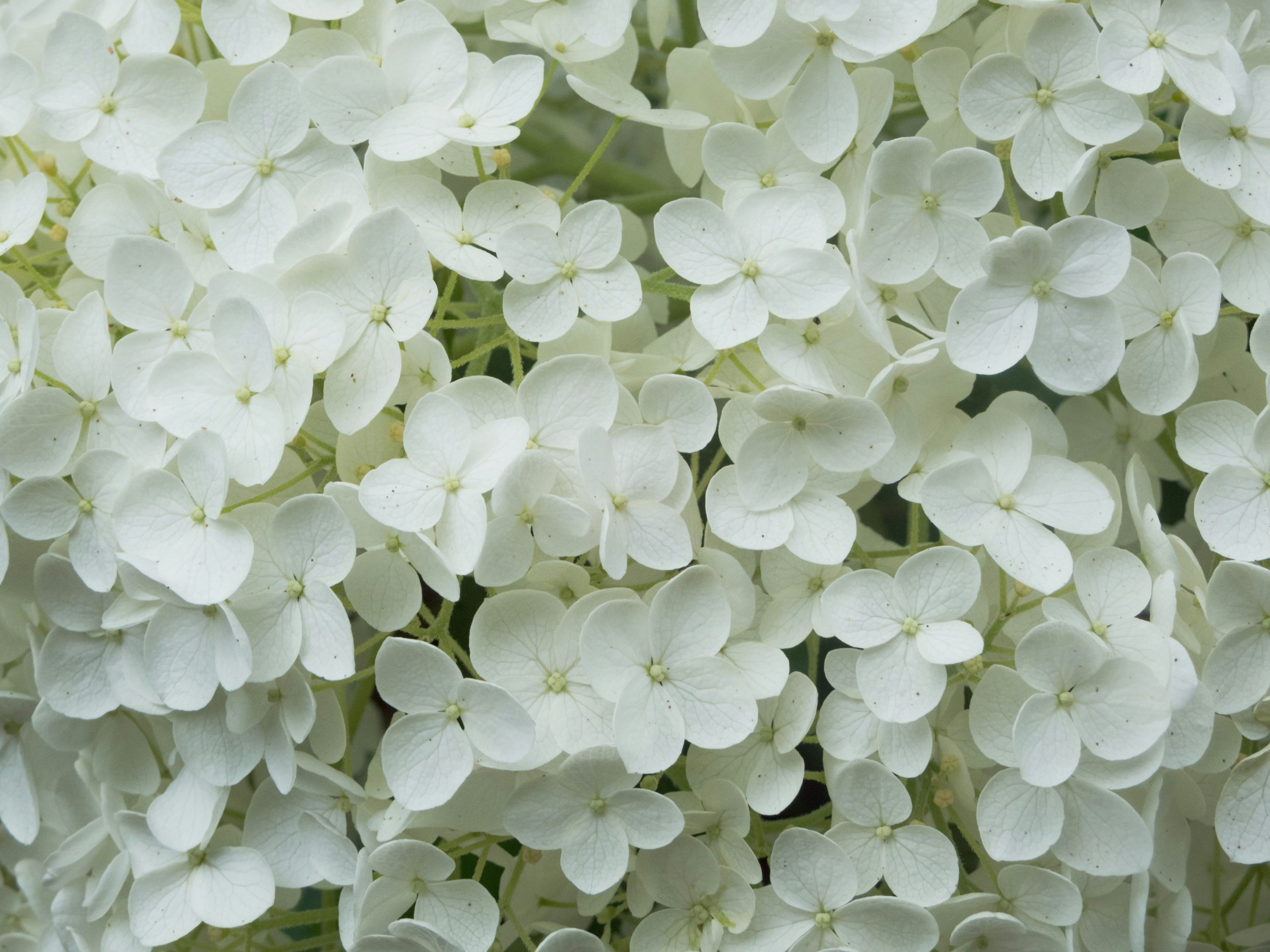 plantas brancas para interior