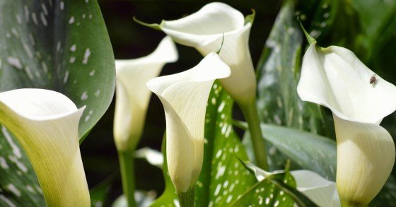 plantas brancas para jardim