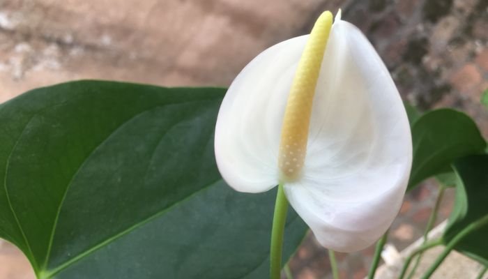 flores brancas elegantes