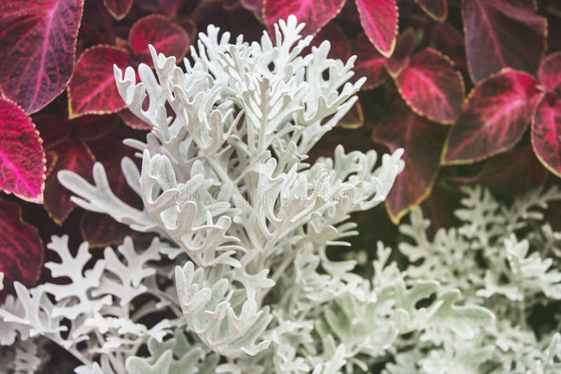 plantas brancas para jardim