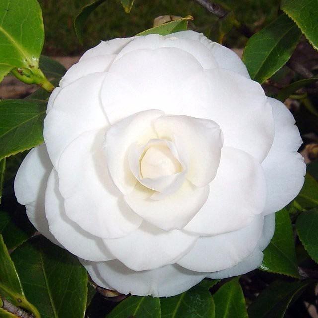 flores brancas elegantes