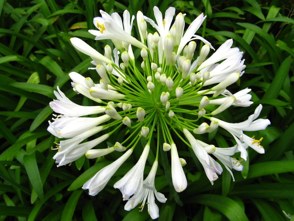 plantas brancas de sombra