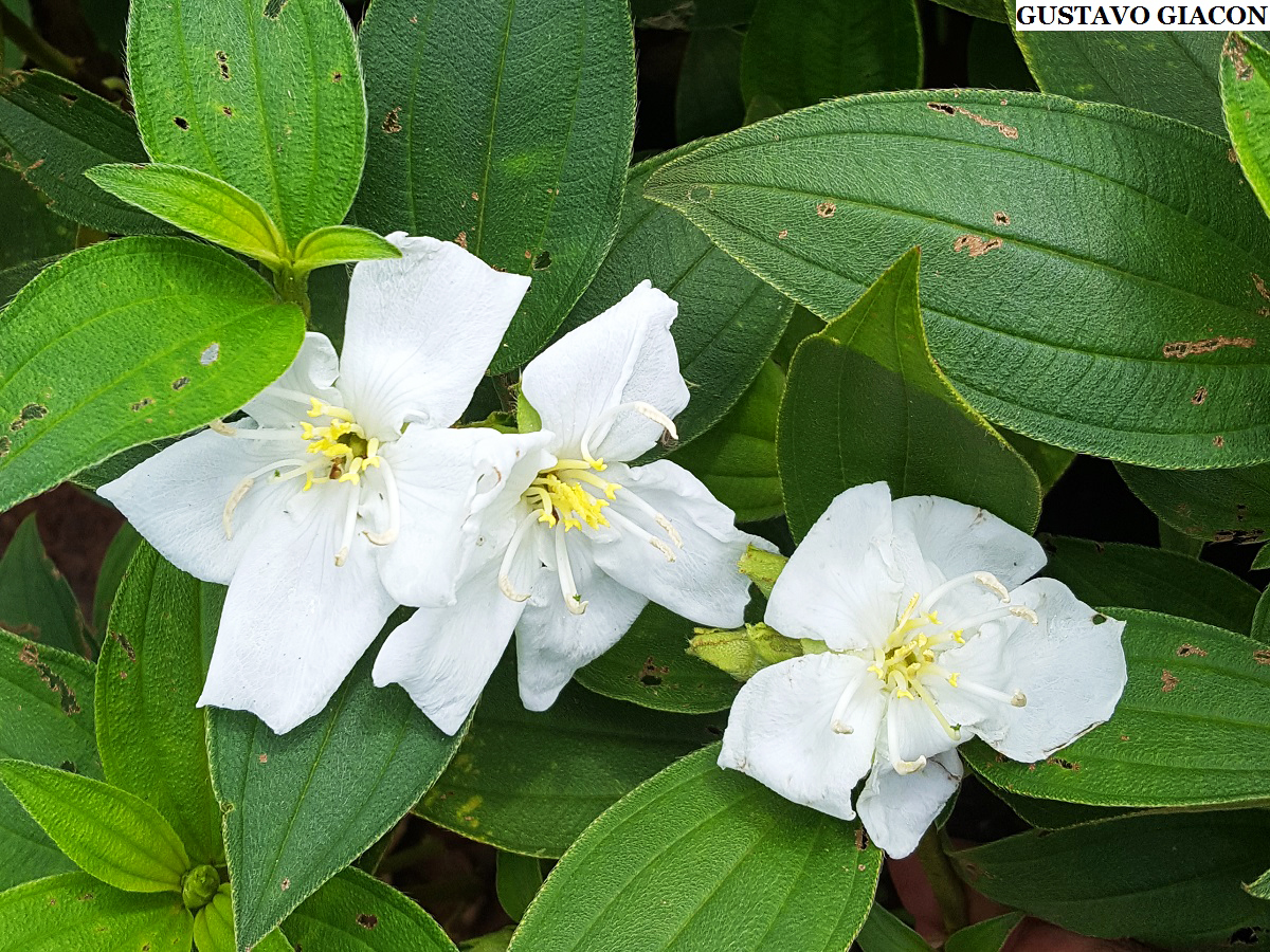 plantas com flores brancas