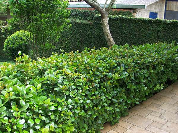melhores plantas para cerca viva de alta densidade