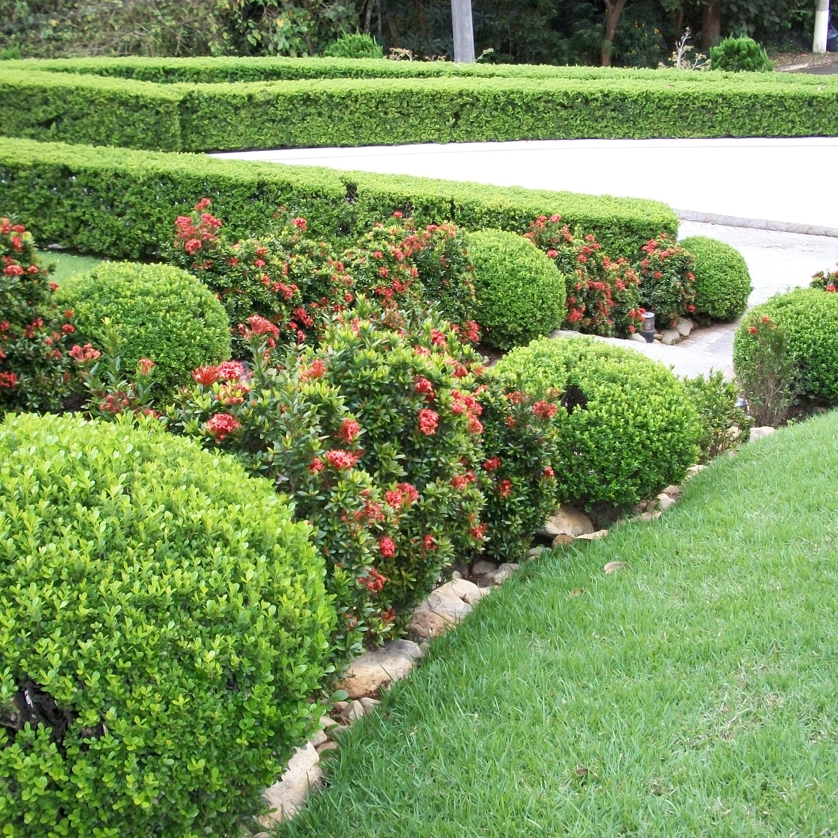 melhores plantas para cerca viva de alta densidade