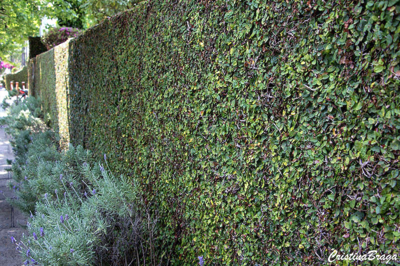 custo médio para instalar cerca viva por metro linear