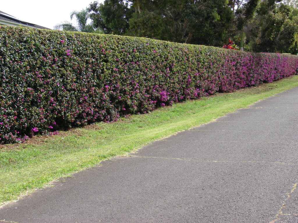 cerca viva com sansão do campo para segurança máxima