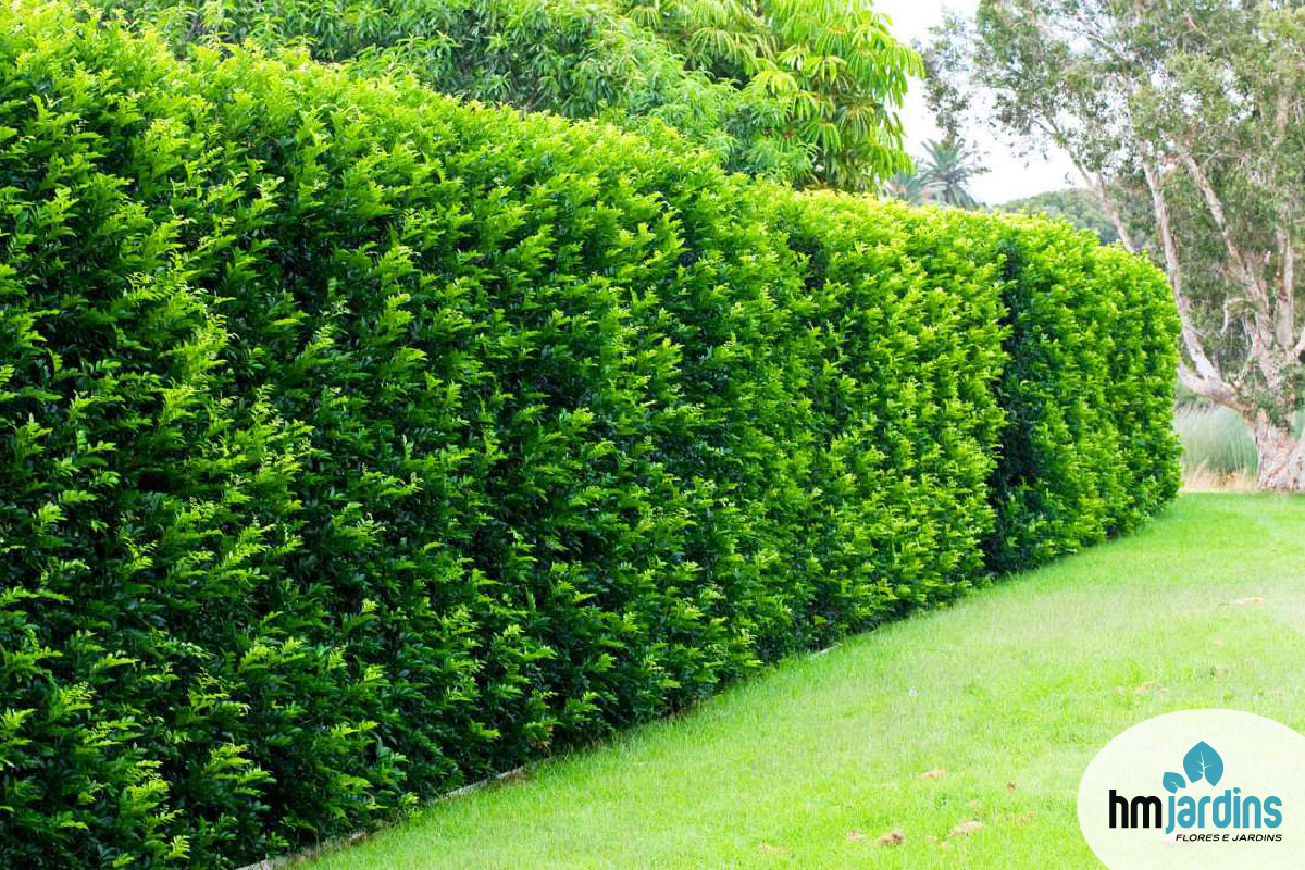 melhores plantas para cerca viva de alta densidade