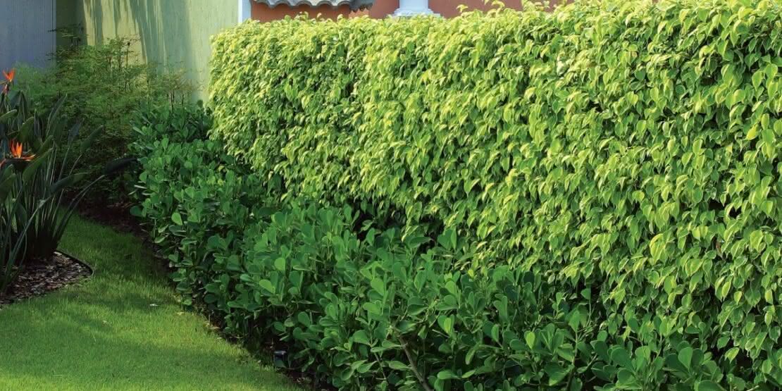 erros comuns ao escolher plantas para cerca viva