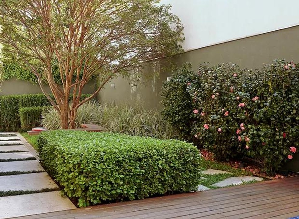 cerca viva de podocarpo vs murta: qual a melhor?