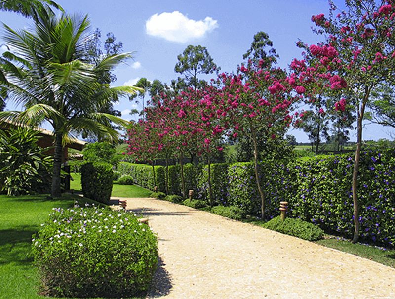 melhores plantas para cerca viva de alta densidade