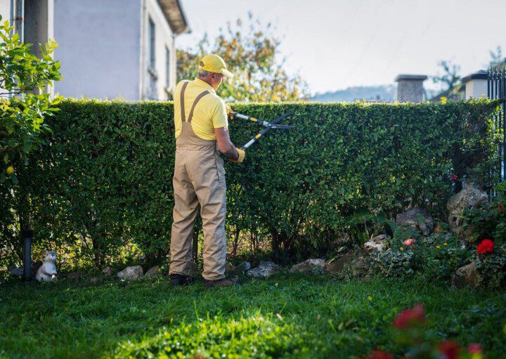 cerca viva de podocarpo vs murta: qual a melhor?