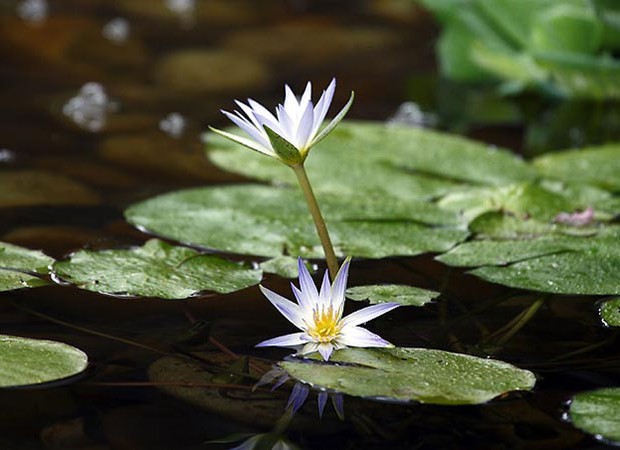 plantas para aquário