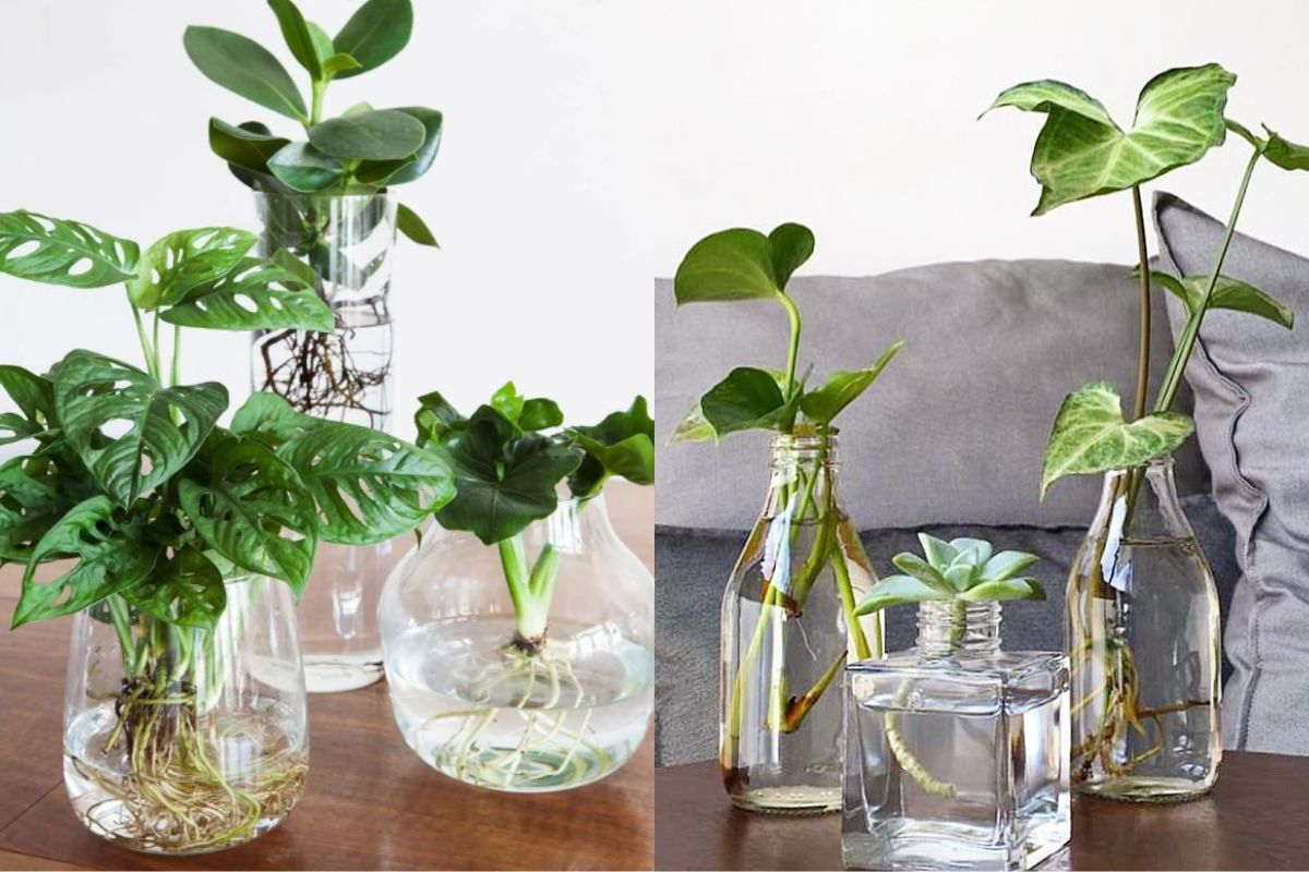 hidroponia de plantas ornamentais