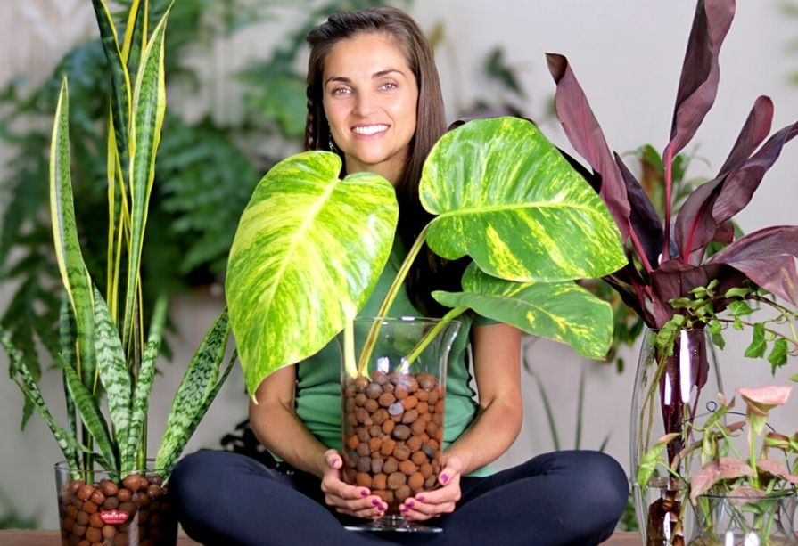 como cuidar de plantas na água