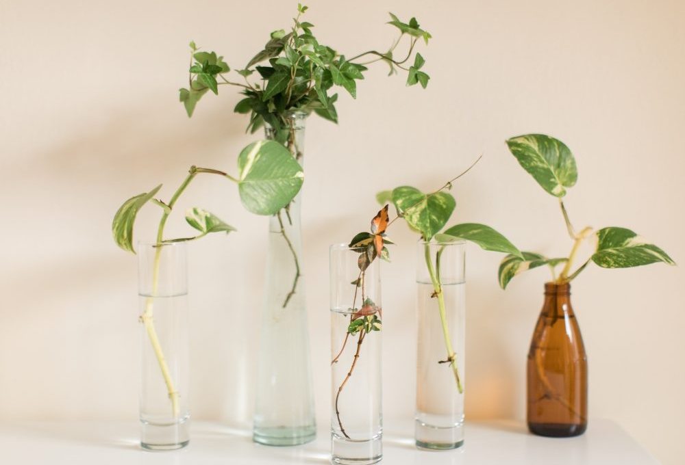 plantas purificadoras de água