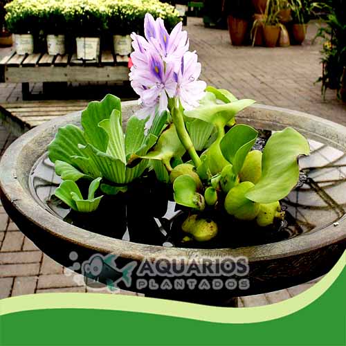 plantas aquáticas de fácil cultivo