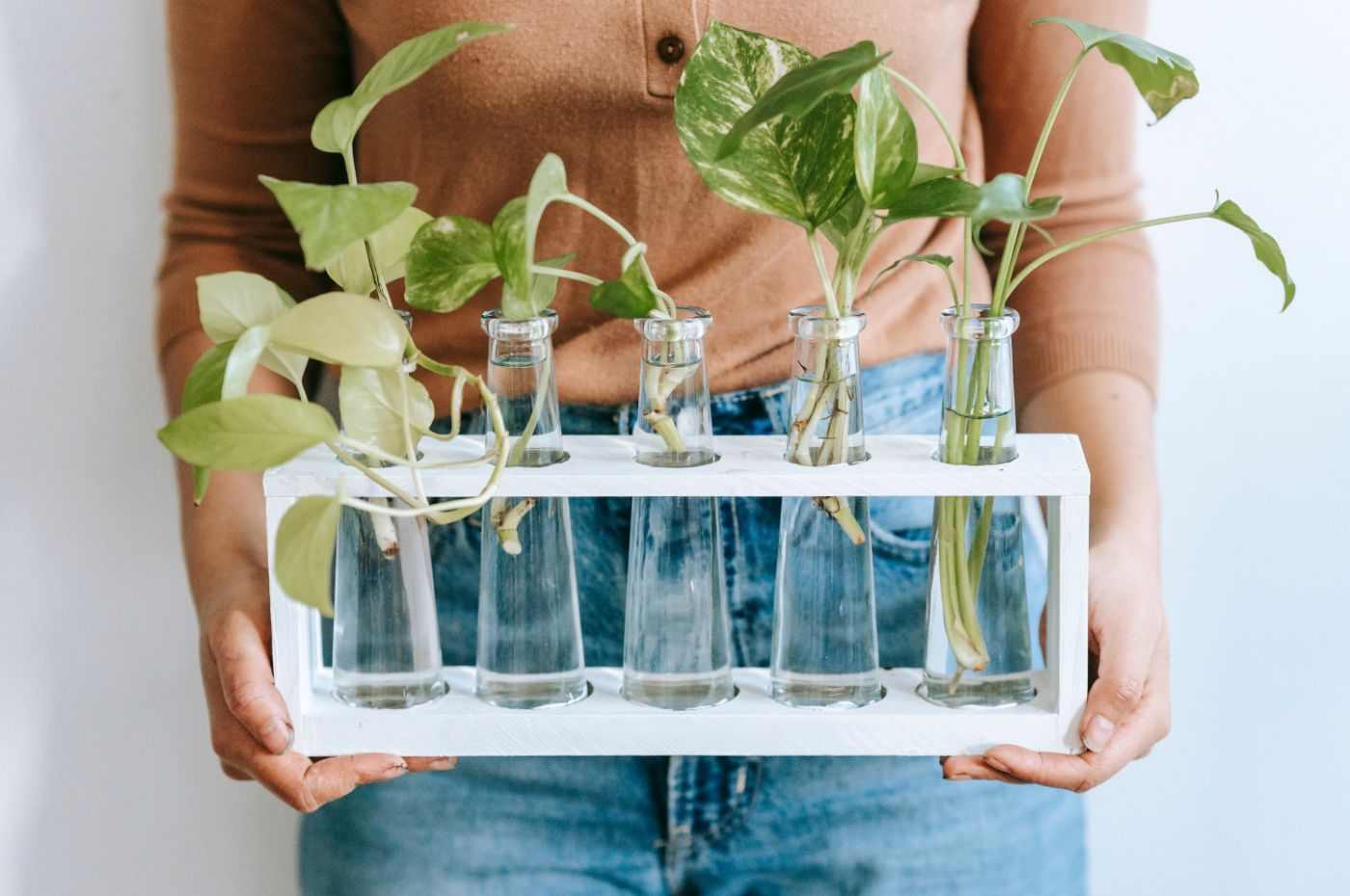 plantas que podem ser cultivadas na água