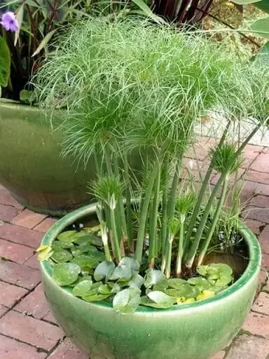 plantas para lagos