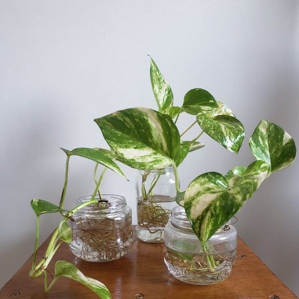 hidroponia de plantas ornamentais