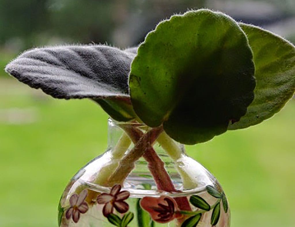 plantas purificadoras de água