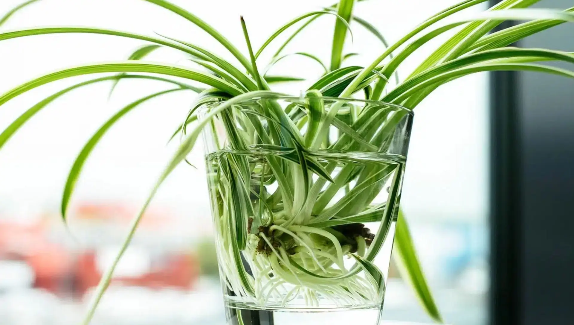 plantas aquáticas de fácil cultivo