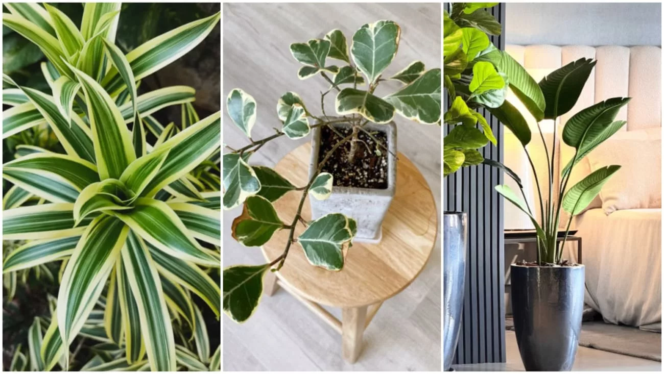 plantas para pouca luz