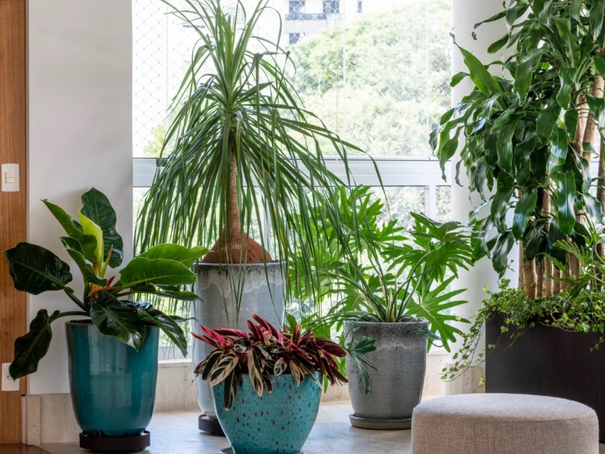 plantas de sombra para interior