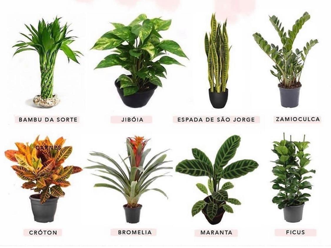 plantas que purificam o ar