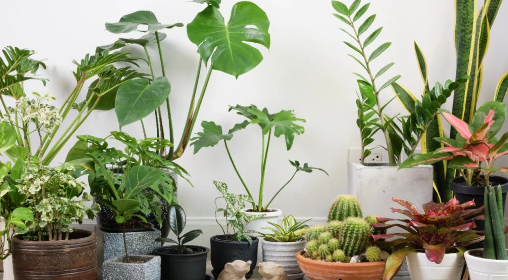 plantas seguras para pets
