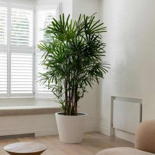 plantas para escritório