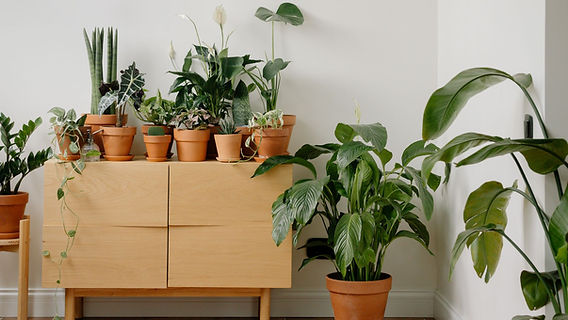 plantas tropicais de interior