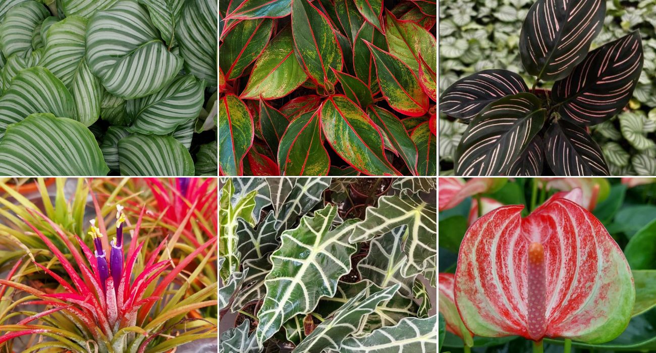 plantas para apartamento