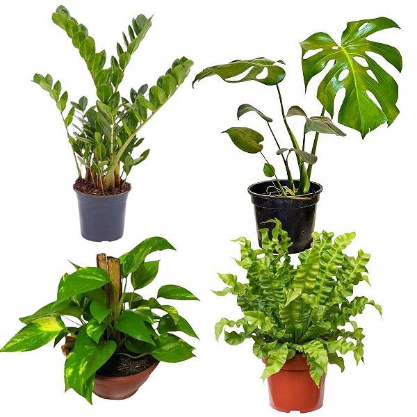 plantas pendentes