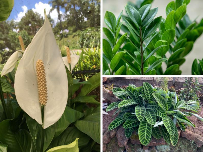 plantas para escritório