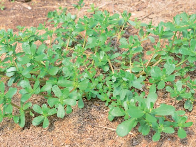 Benefícios das PANC