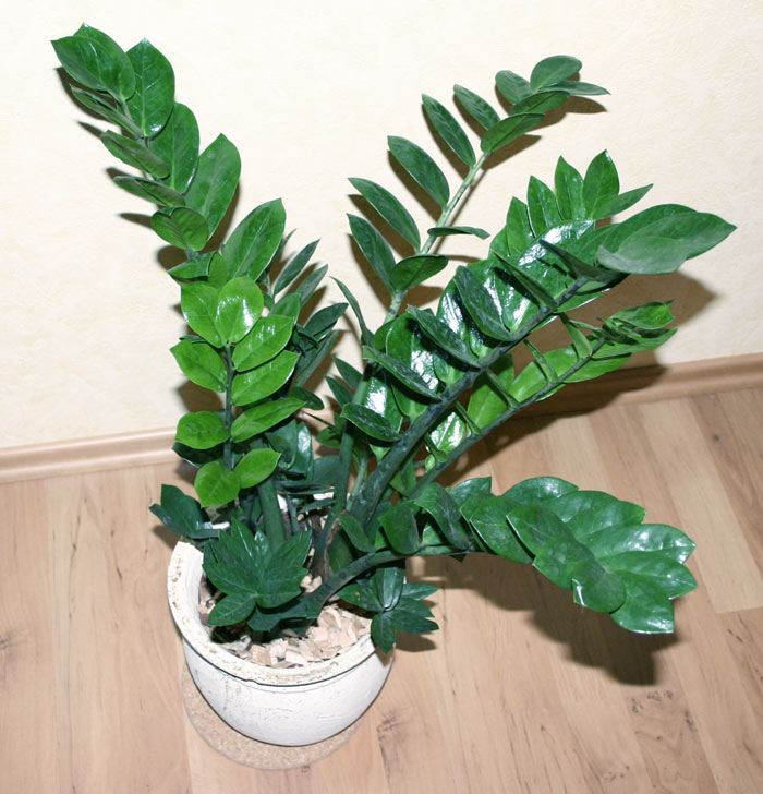 plantas que não precisam de sol