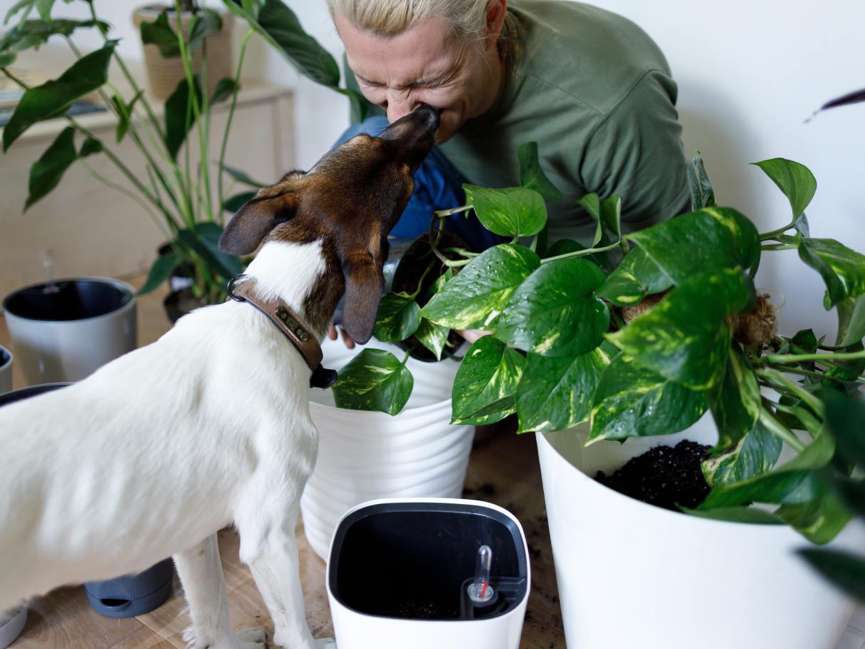 plantas não tóxicas para cachorros