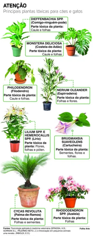 grama segura para cães