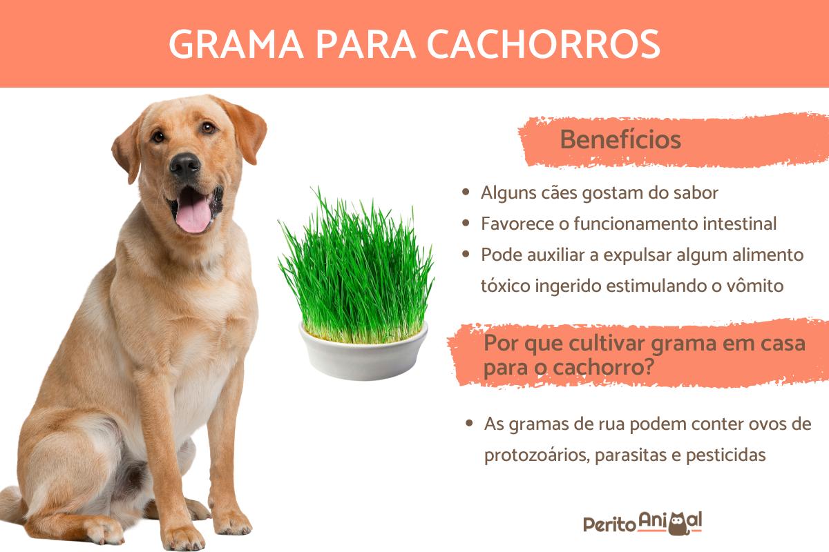 temperos que cachorros podem comer