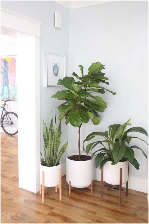 melhores plantas para sala pequena com pouca luz
