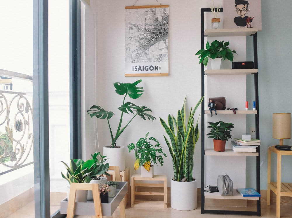 plantas para decoração de sala