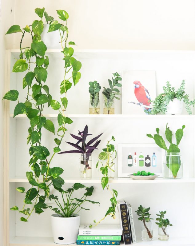 melhores plantas para sala pequena com pouca luz