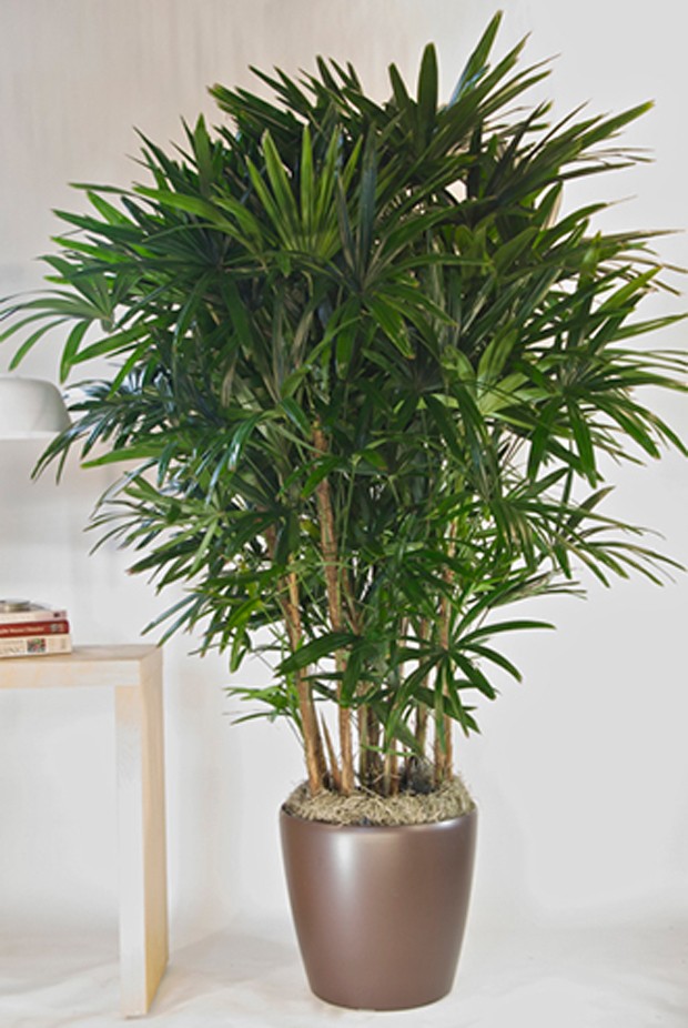 plantas de interior para escritório