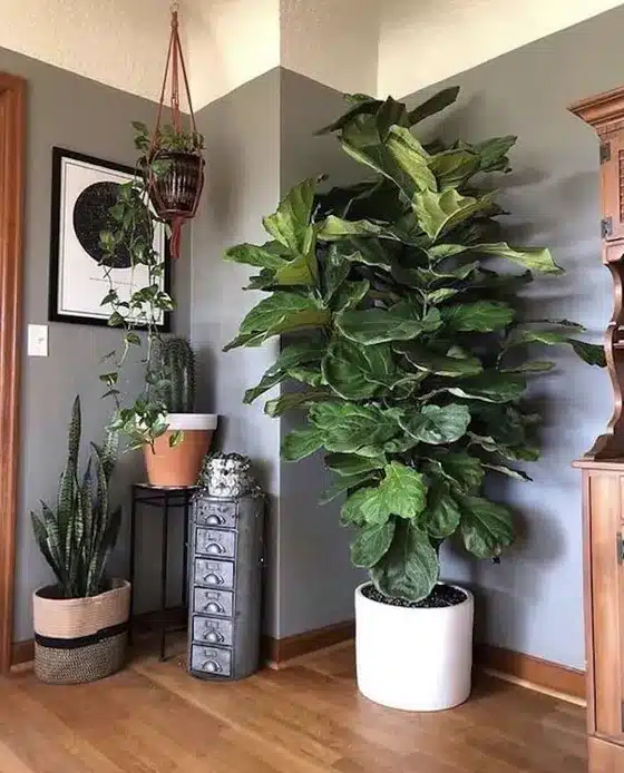 plantas que purificam o ar do escritório