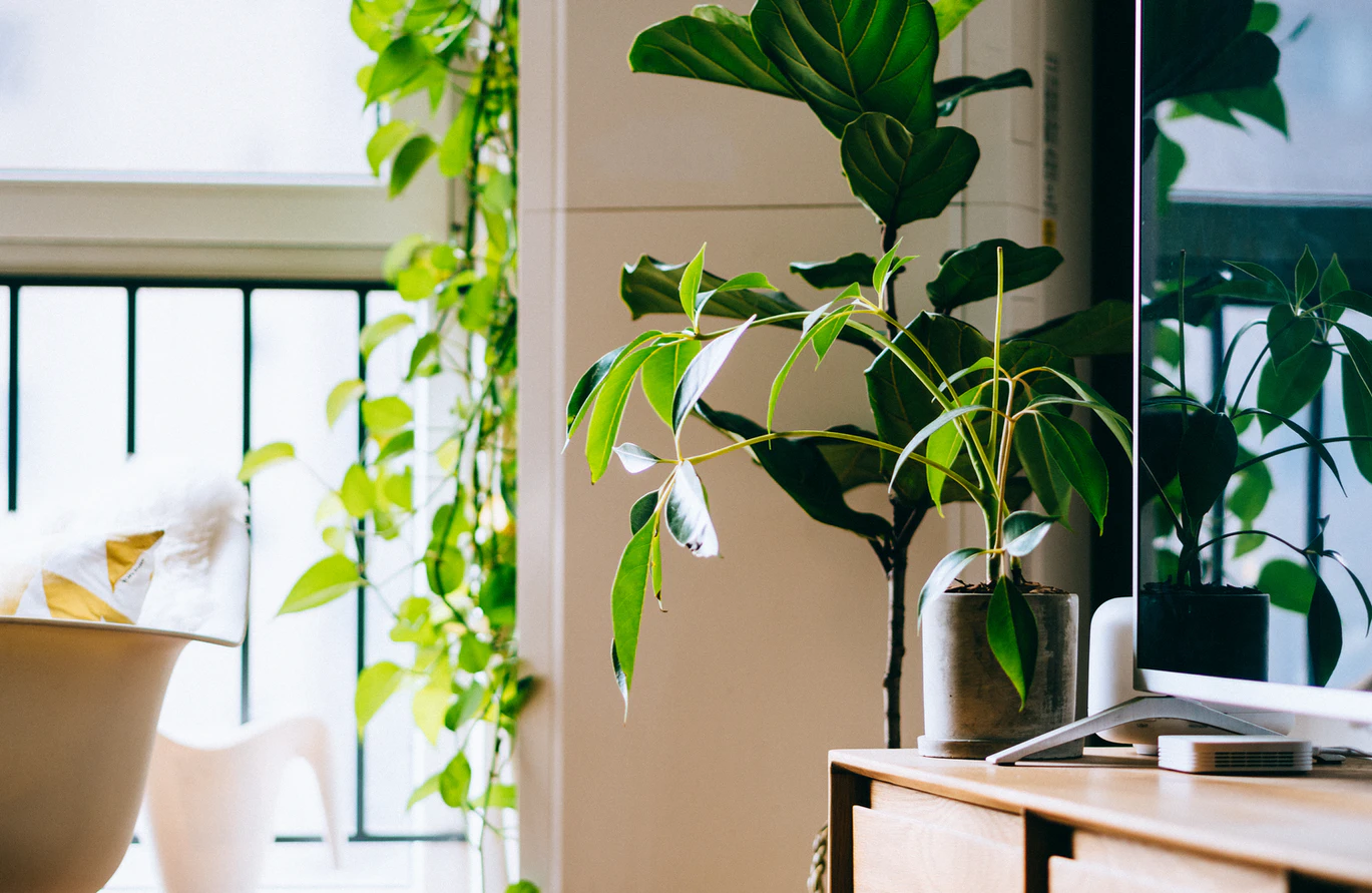 plantas fáceis de cuidar para escritório