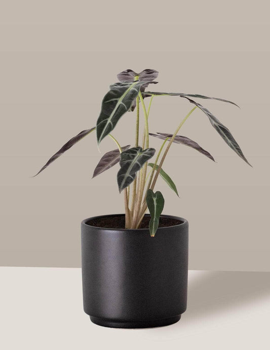 plantas de mesa para escritório