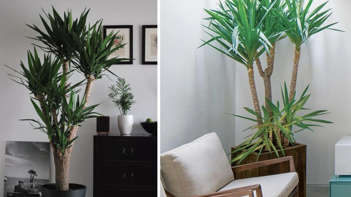 plantas com flores para escritório