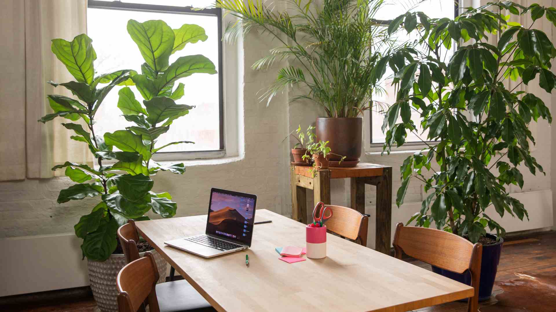 plantas pequenas para escritório