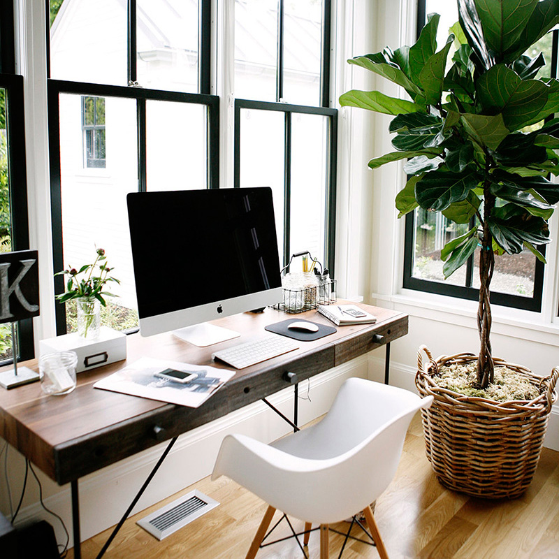 plantas de interior para escritório